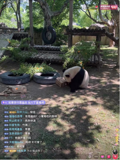 大熊猫正在努力打开装着食物的"盲盒"有趣的是,上野的红猩猩们还在